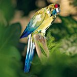 Swarovski_Paradise_birds_Green_Rosella_jonquil_901601_1_WM Swarovski_Paradise_birds_Green_Rosella_jonquil_901601 | The Crystal Lodge