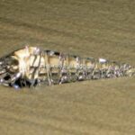 Swarovski_SCS_Tower_Shell_869543_2_WM Swarovski_SCS_Tower_Shell_869543 | The Crystal Lodge