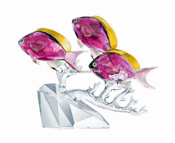 Swarovski_Paradise_Anthias_Fish_Trio_5428652 | The Crystal Lodge