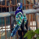 Swarovski_Paradise_birds_Brooch_Balabac_sapphire_274459_1_WM Swarovski_Paradise_birds_Brooch_Balabac_sapphire_274459 | The Crystal Lodge