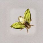 Swarovski_Paradise_bugs_Object_fly_Akima_topaz_small_242022_1_WM Swarovski_Paradise_bugs_Object_fly_Akima_topaz_small_242022 | The Crystal Lodge