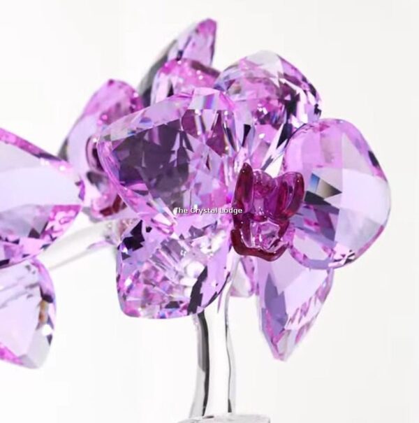 Swarovski_Paradise_Orchids_2020_5520373 | The Crystal Lodge